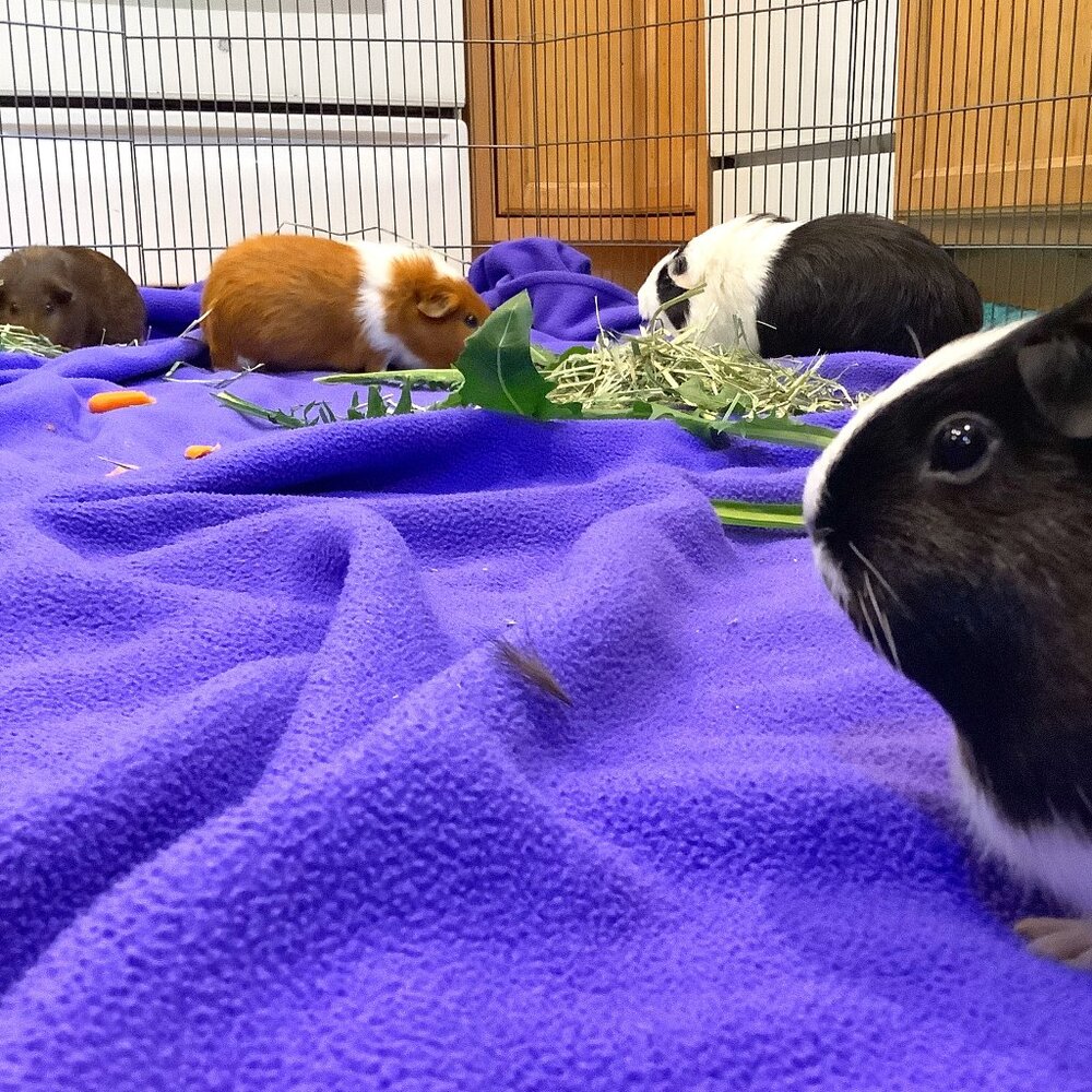 Meet the Posher, the corgi corner executives!